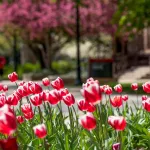 Tulips